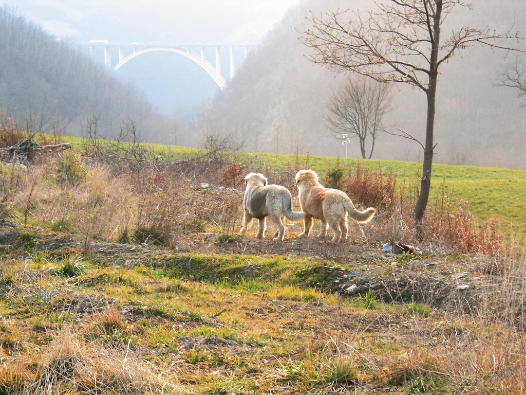 Il biscione visto da Bruscoli by lapigion