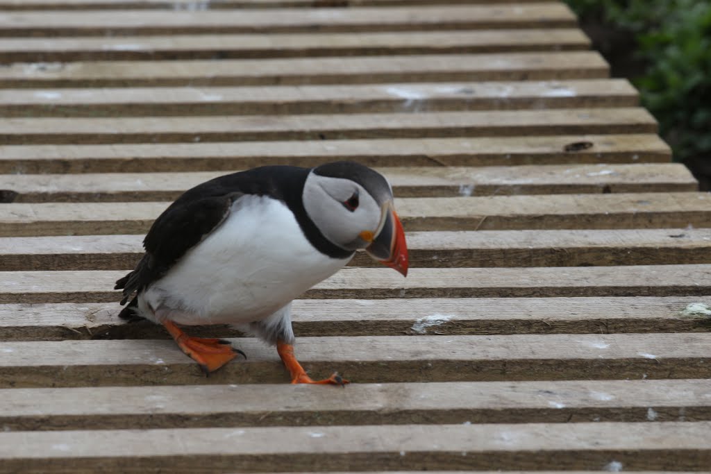 Puffin - Inner Farne - 06/15 by Joe Percy