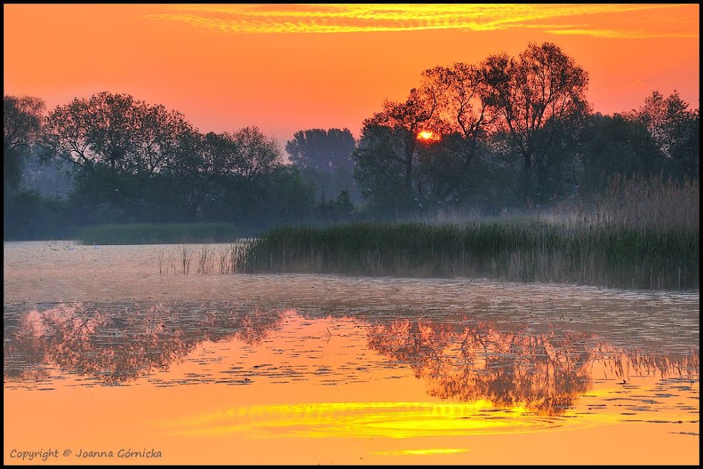 Jeziorko Powsinkowskie o wschodzie - The Morning by Joanna Górnicka (Arn…