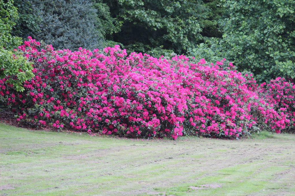 Sonsbeek, Zijpendaal, Arnhem, Netherlands by dj-satan