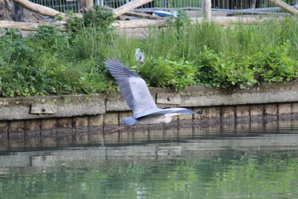 Reiger in park Zijpendaal Arnhem by dj-satan