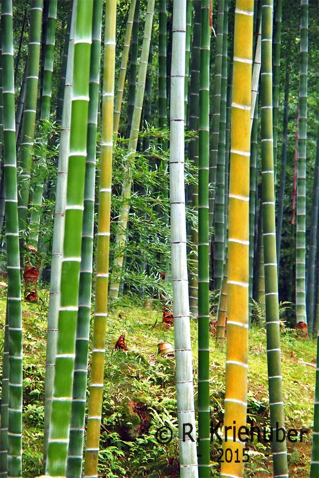 The Bamboo Forest by Palaemon