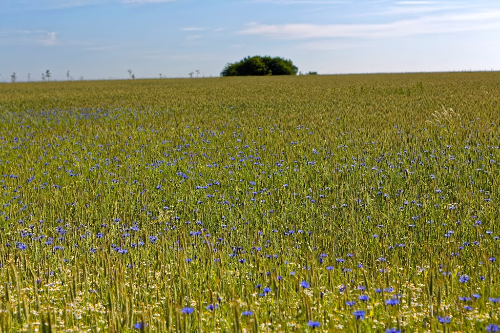 Feld in Hontheim by Heinz Peierl