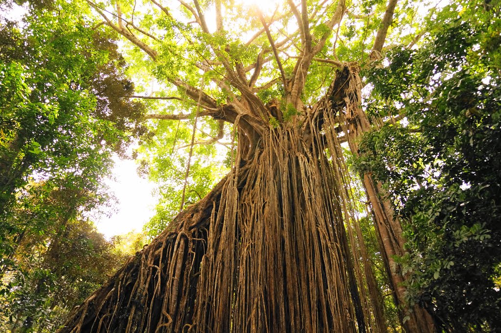 East Barron QLD 4883, Australia by Abbie Chou