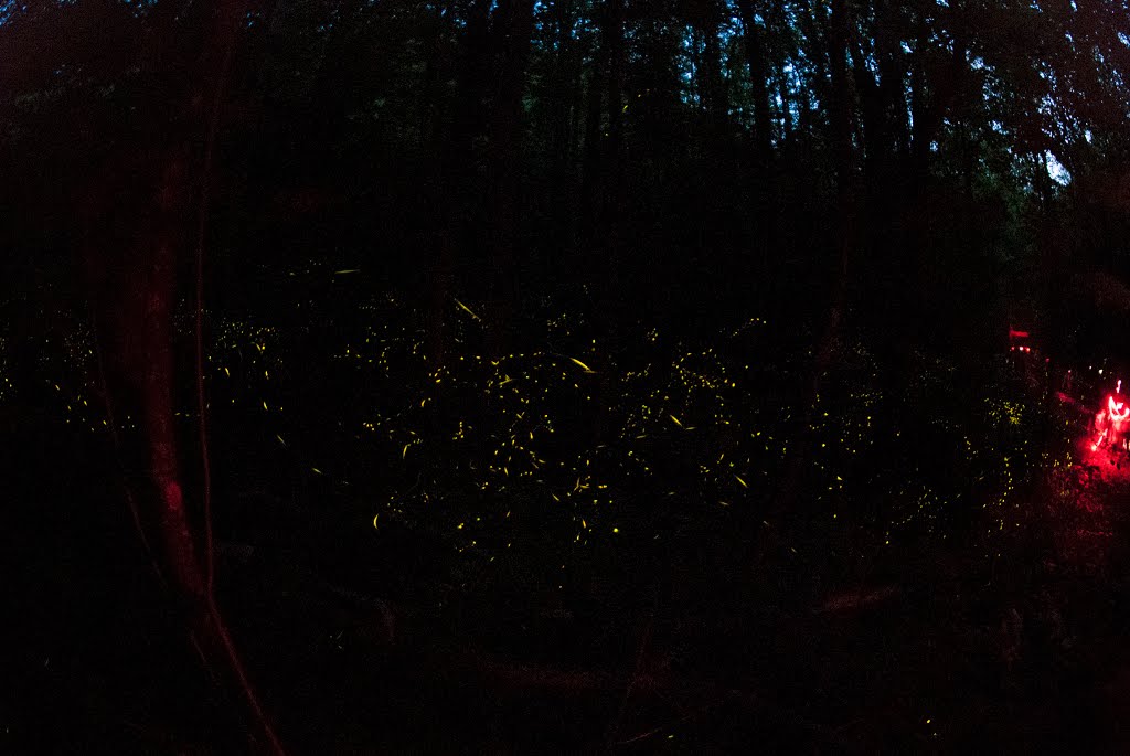 Great Smoky Mountain Fireflies by Rick Shu