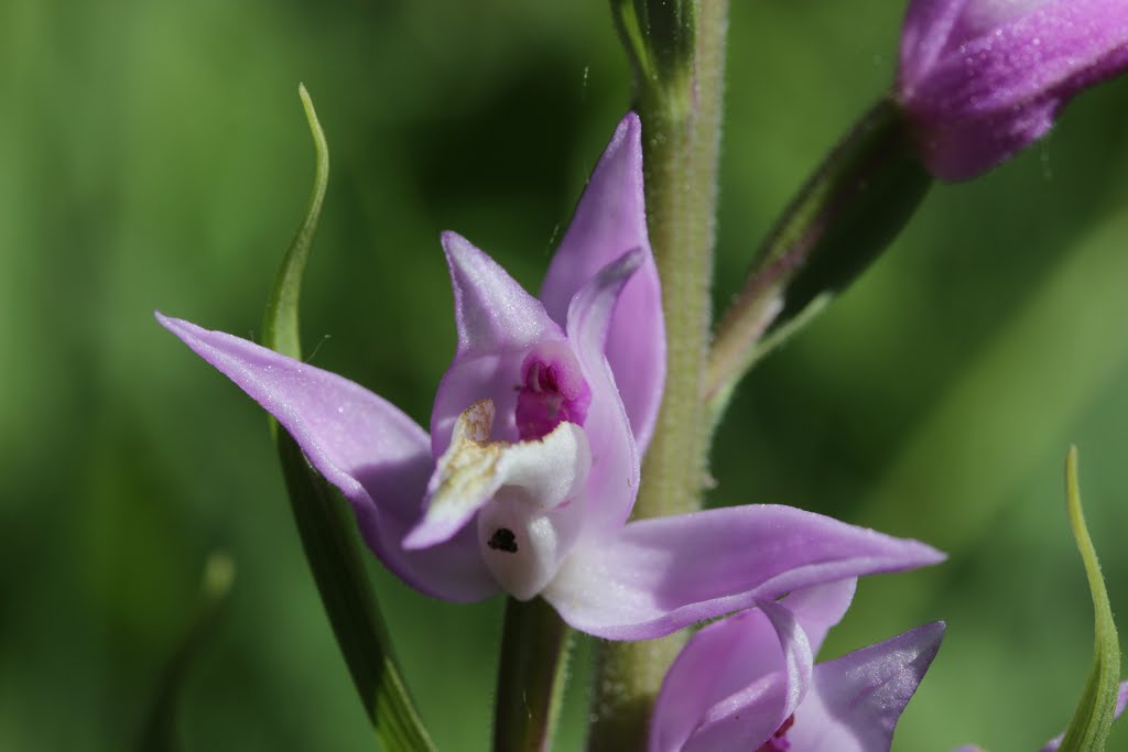 Red Helleborine - Cephalanthera rubra by Björn S.