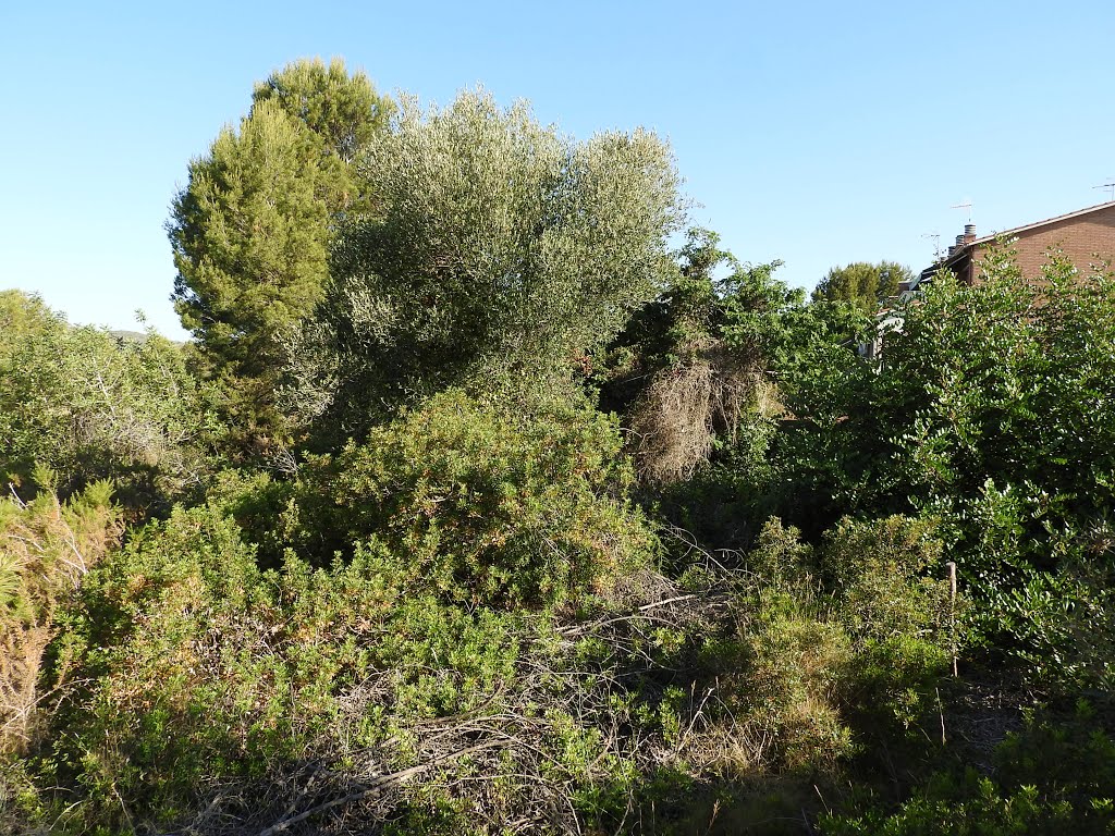 Roda de Berà, 43883, Tarragona, Spain by Carles-R