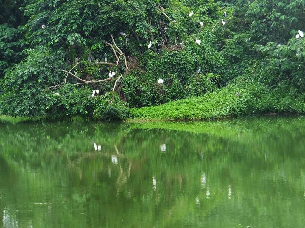 東華大學東湖 East Lake in Donghua University by lienyuan lee