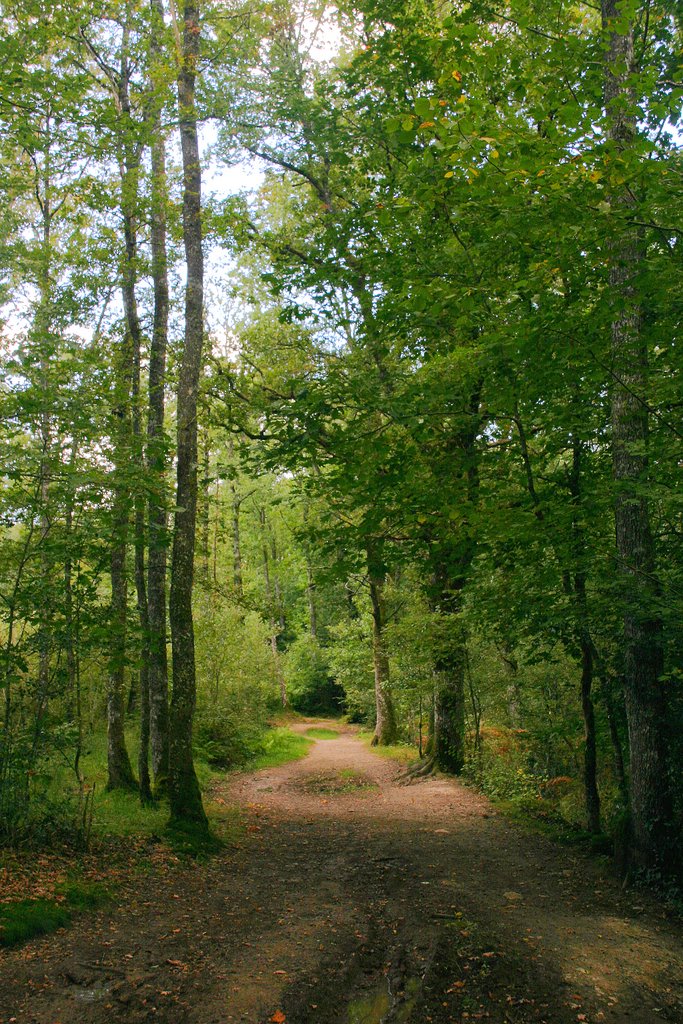 Verneuil-sur-Vienne : bois des Vaseix by macrobert