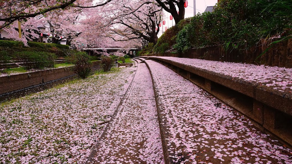 Cherry blossoms　元荒川のサクラ by Ken Matsu