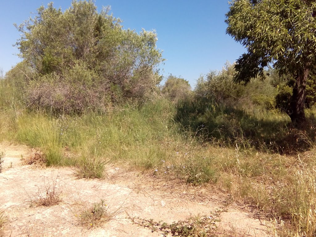 Roda de Berà, 43883, Tarragona, Spain by Carles-R