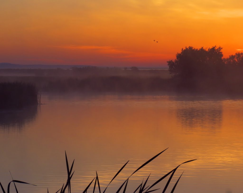 Morning Fog at Market Lake by Don Maiers