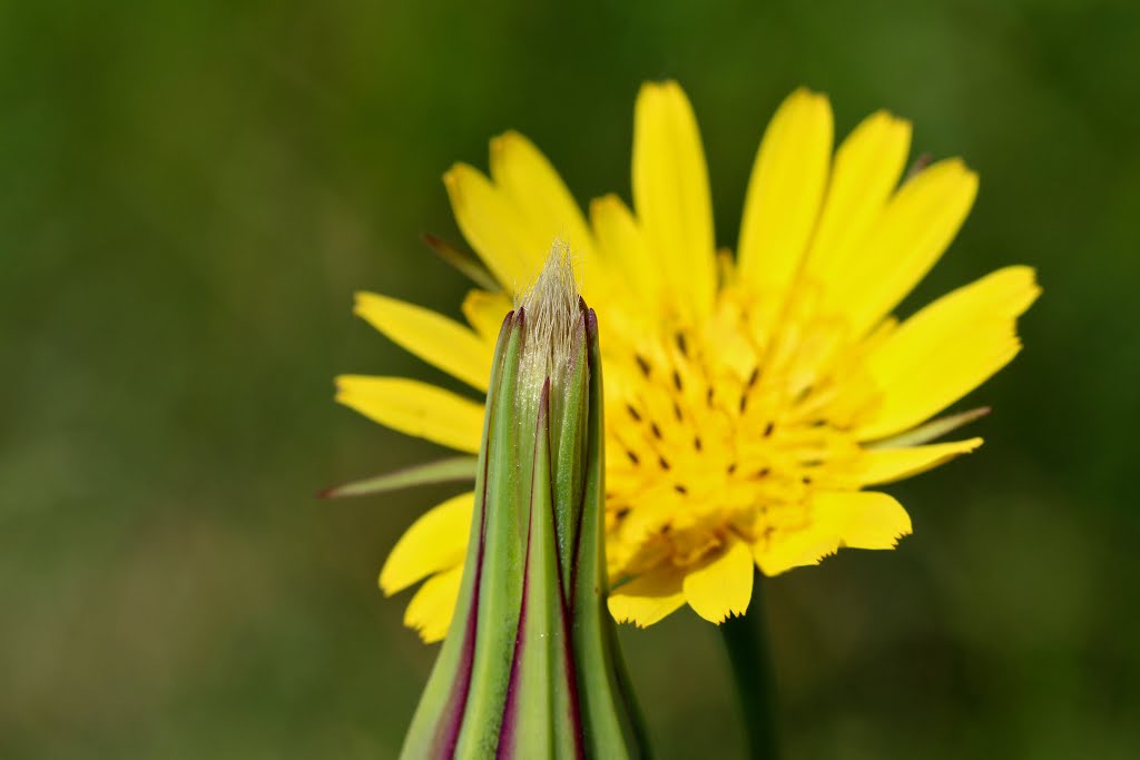 53937 Schleiden, Germany by Jürgen Lange