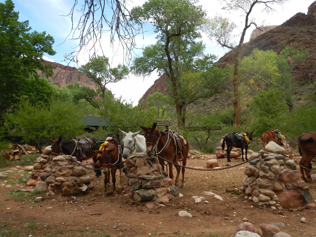 Coconino County, AZ, USA by neil ferguson