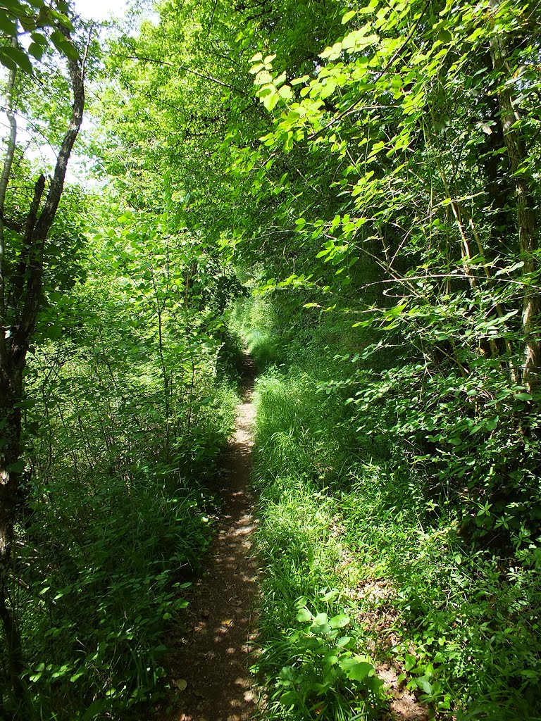 Sentier de randonnée à Capdenac (Les Travers) by Yann LESELLIER