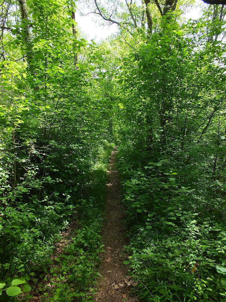 Sentier de randonnée à Capdenac (Les Travers) by Yann LESELLIER