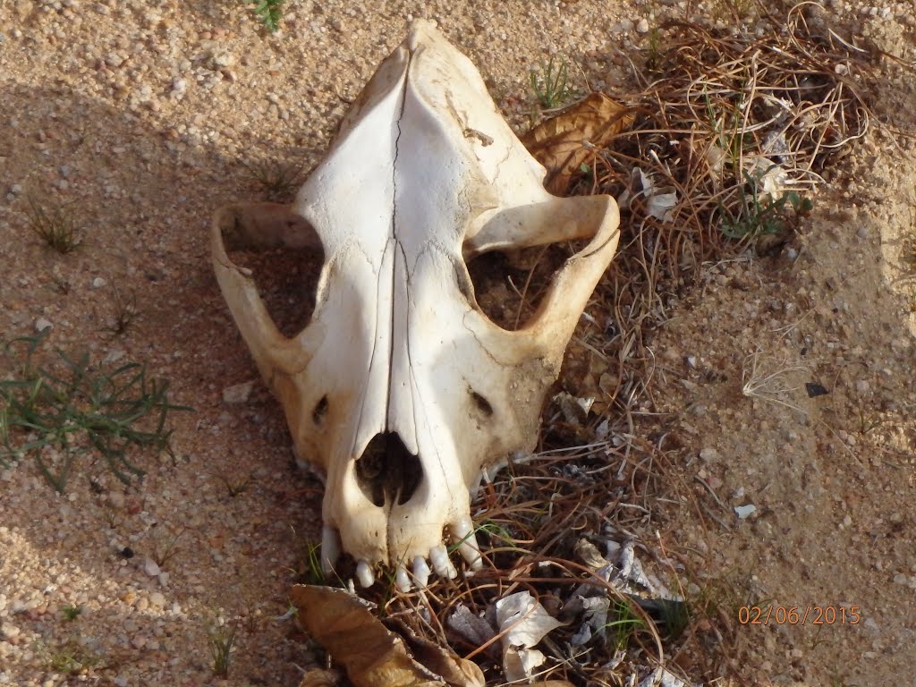 ANIMAL SKULL FOUND OFF SIERRA HWY & SILVER QUEEN MOJAVE CA by Camille Cooper