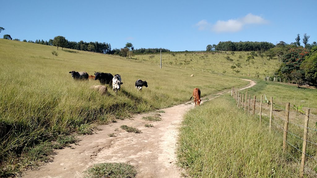 Caminhos de Minas by Edson da Rocha Ferre…