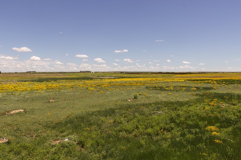 Field in Bennett, CO by Devan Mayer