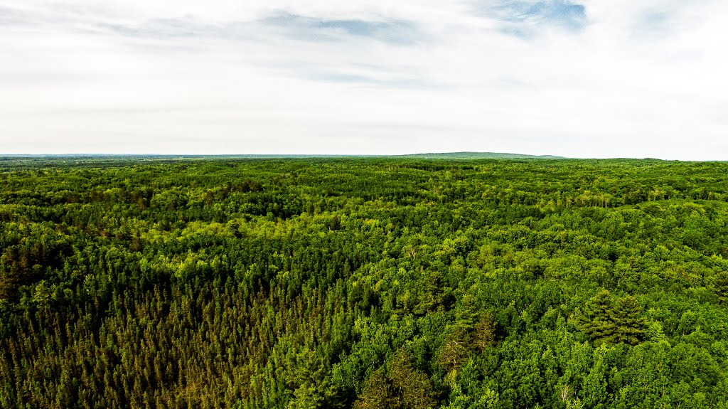 Chippewa County Forest by Aaron Carlson