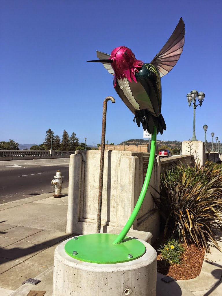 Hummingbird in Napa Riverfront by jim “jimboy” boy