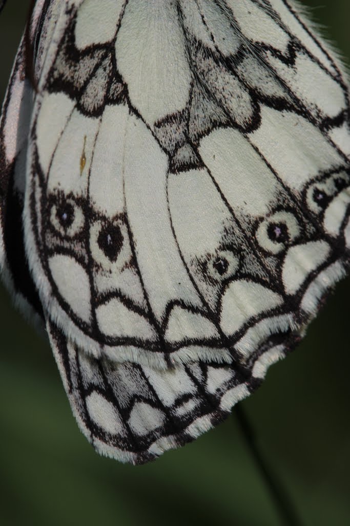 Marbled White - Melanargia galathea by Björn S.