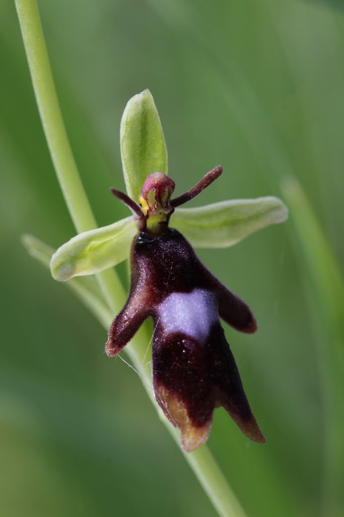 Fly Orchid - Ophrys insectifera by Björn S.