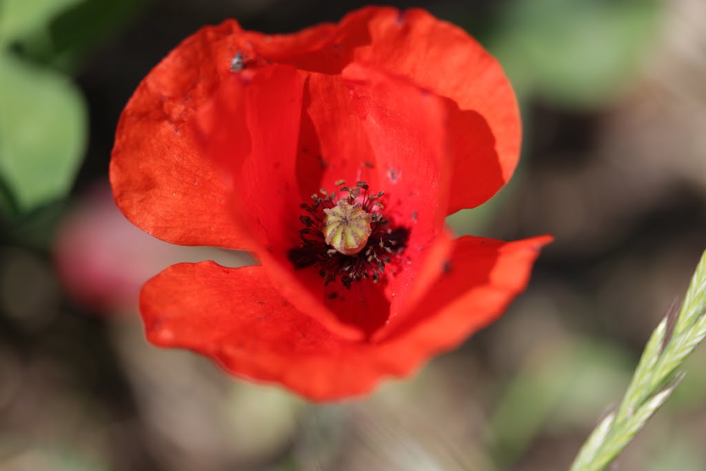 Common Poppy - Papaver rhoeas by Björn S.