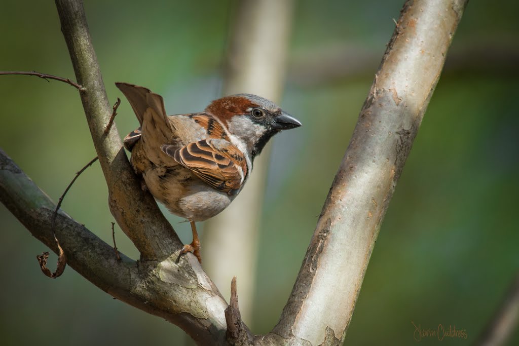 Male House Sparrow by Kevin Childress