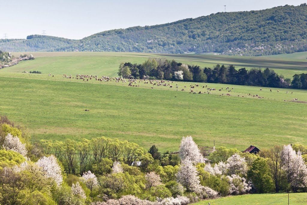 Dolina Kapišovki, widok z wieży by Cacus Krupka