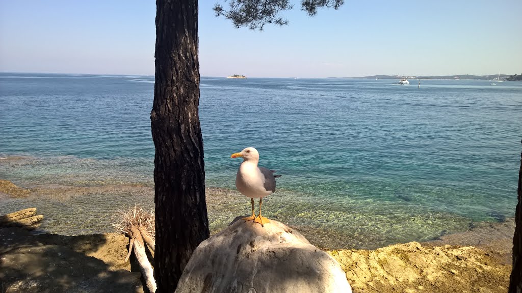 Rovinj, Croatia by Christian Czvitkovic…