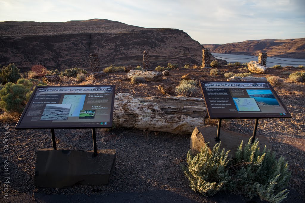 Ginko Petrified Forest by Rob Kennedy