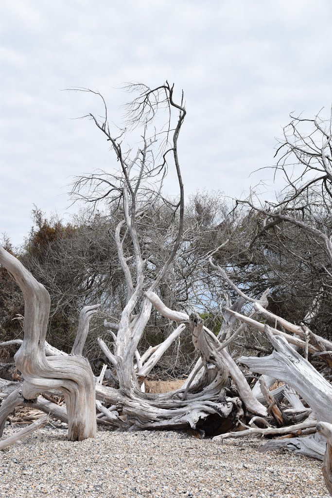 Driftwood Trees best by The Andy