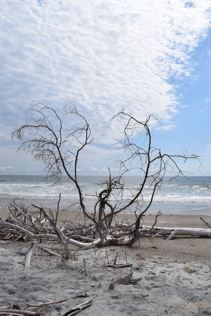 Drift tree 1 by The Andy