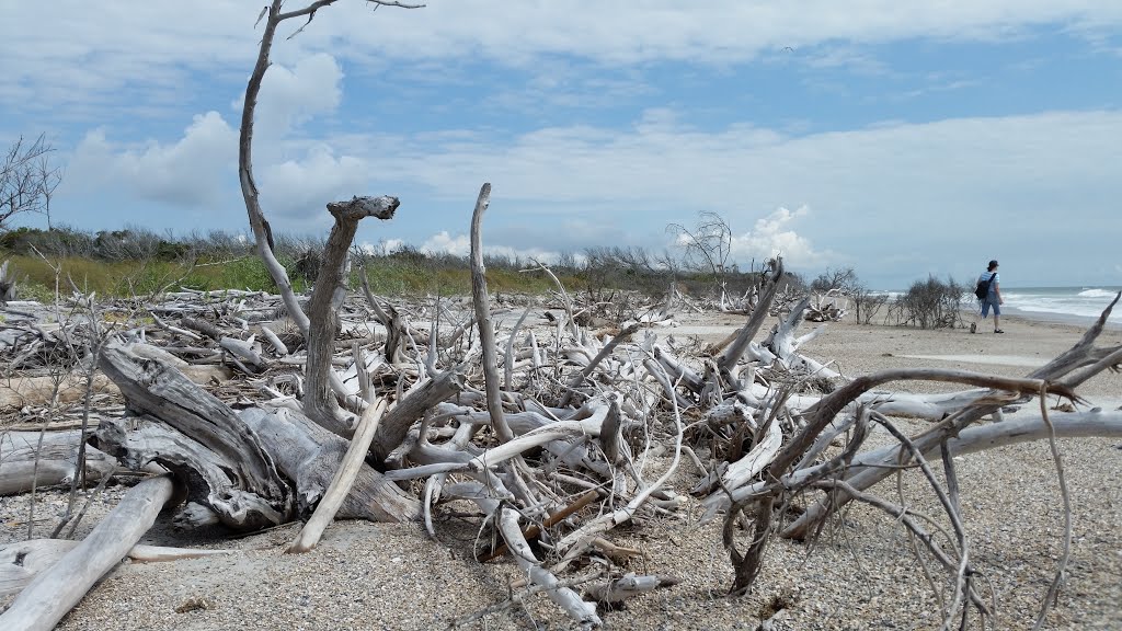 Driftwood forest 1 by The Andy