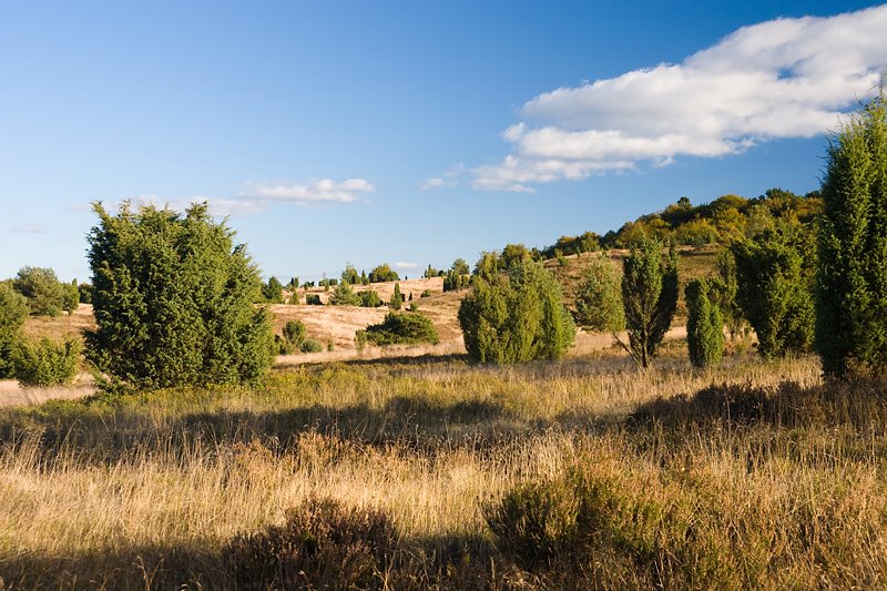 Lüneburger Heide by minibild.de