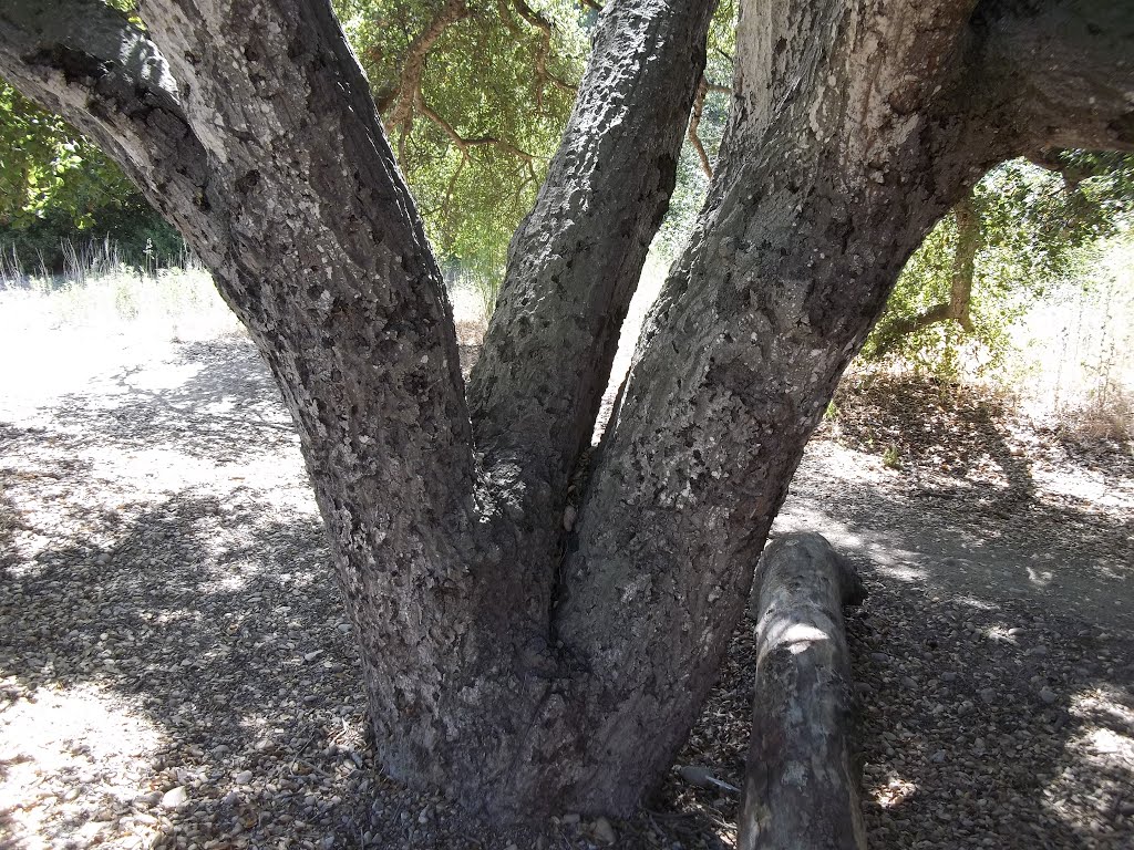 Small Coast Live Oak (Quercus agrifolia var. agrifolia)- San Clemente Canyon- 6/6/15 by Brian Powell