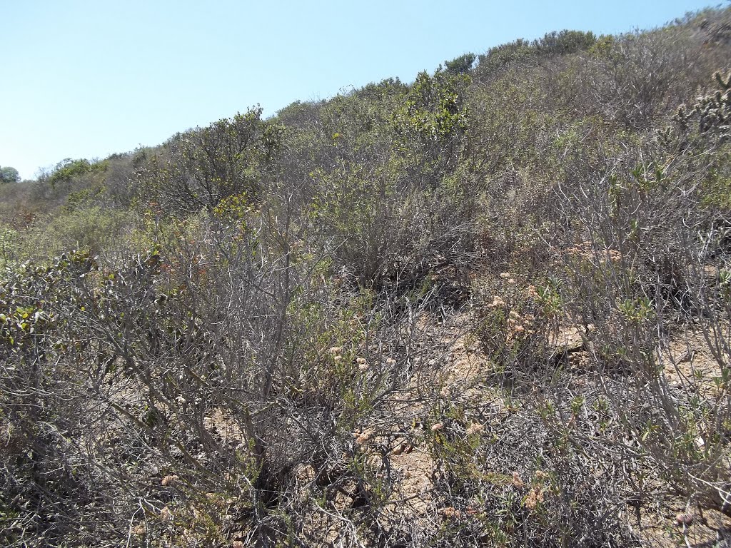 Coastal Sage Scrub on South Facing Slope- Tecolote Canyon- 6/6/15 by Brian Powell