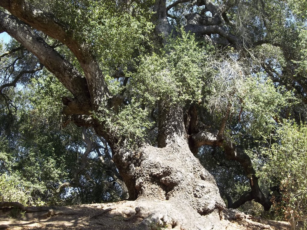 Monster, Old Coast Live Oak (Quercus agrifolia var. agrifolia)- Tecolote Canyon- 6/6/15 by Brian Powell