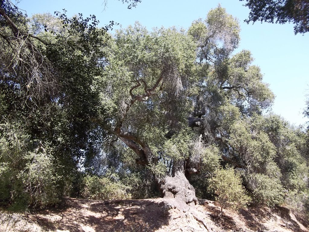 Full Profile of Ancient Coast Live Oak (Quercus agrifolia var. agrifolia)- Tecolote Canyon- 6/6/15 by Brian Powell