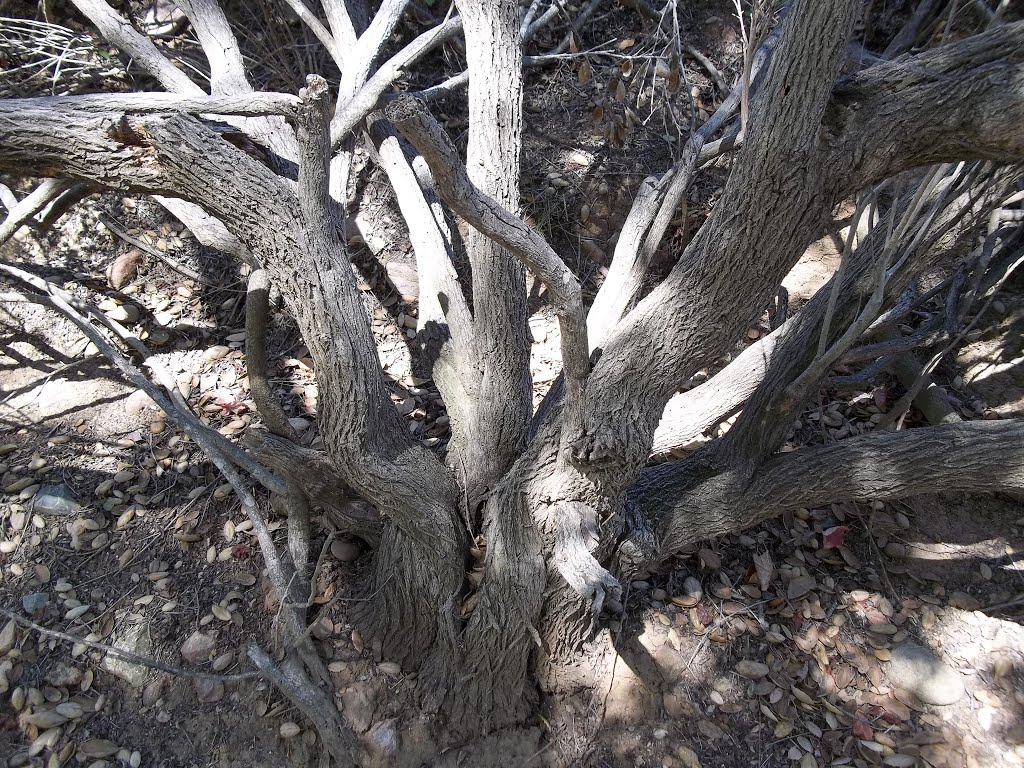 Large Coyote Brush Trunk (Baccharis pilularis ssp. consanguinea)- Tecolote Canyon- 6/6/15 by Brian Powell