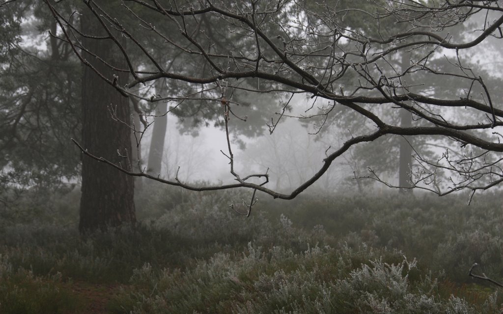 Hankley Common in the frost and mist ҉ Andy Mac by Andrew Macdonald