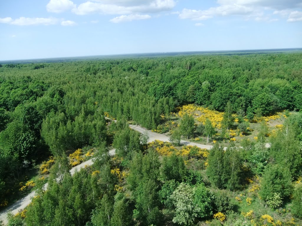 Königsbrücker Heide Ginsterblüte 7 Jahre später 24.5.2015 by die.hausis