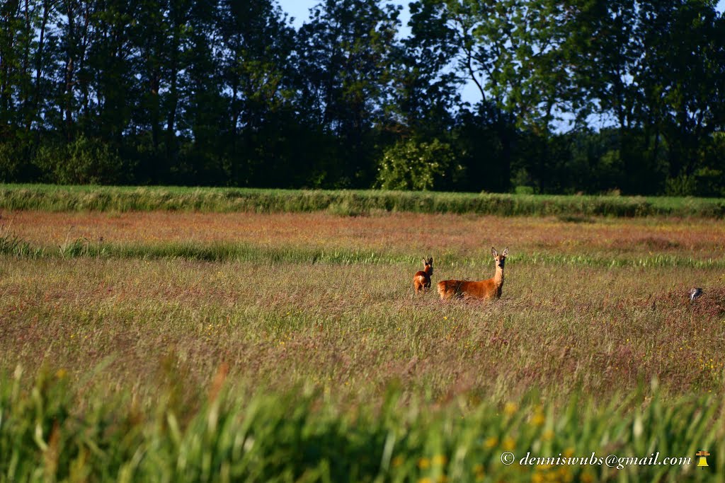 Avondsferen in Ter Wupping met reeën by © Dennis Wubs