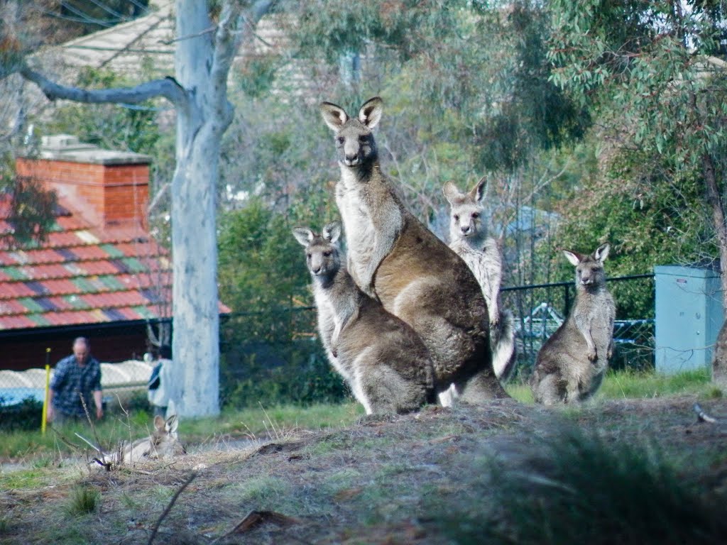 O'Connor ACT 2602, Australia by Clem Bennett