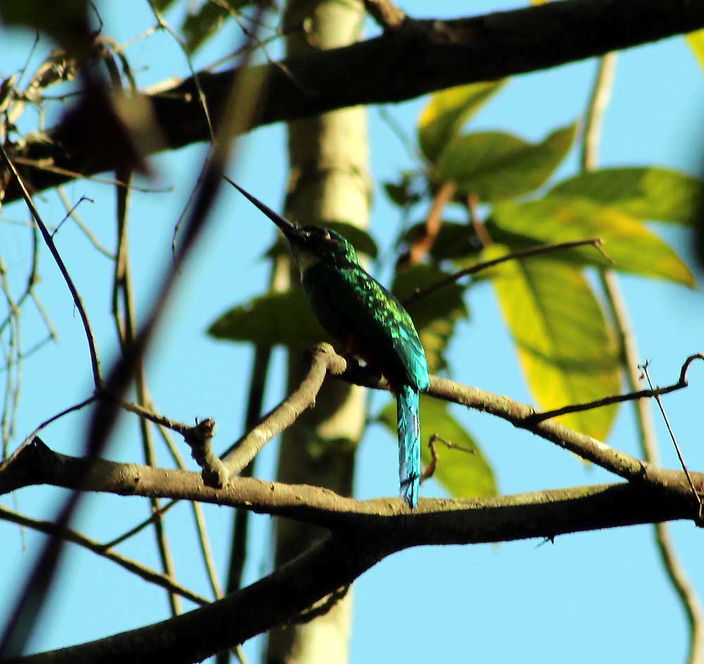 Oriximiná - State of Pará, Brazil by Nelson Lage