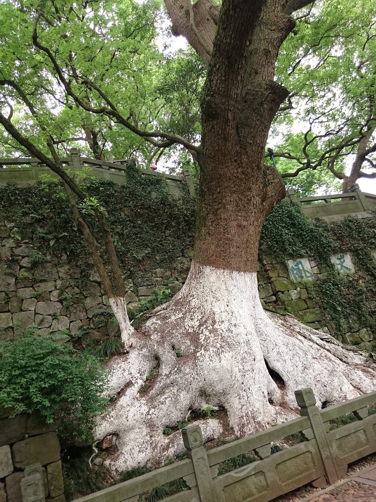 Shangcheng, Hangzhou, Zhejiang, China by Sheldon Chan (honeys…