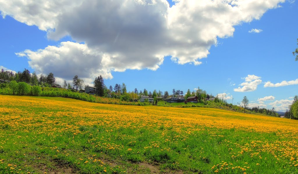 A field of dandelions by Jan Åge Pedersen