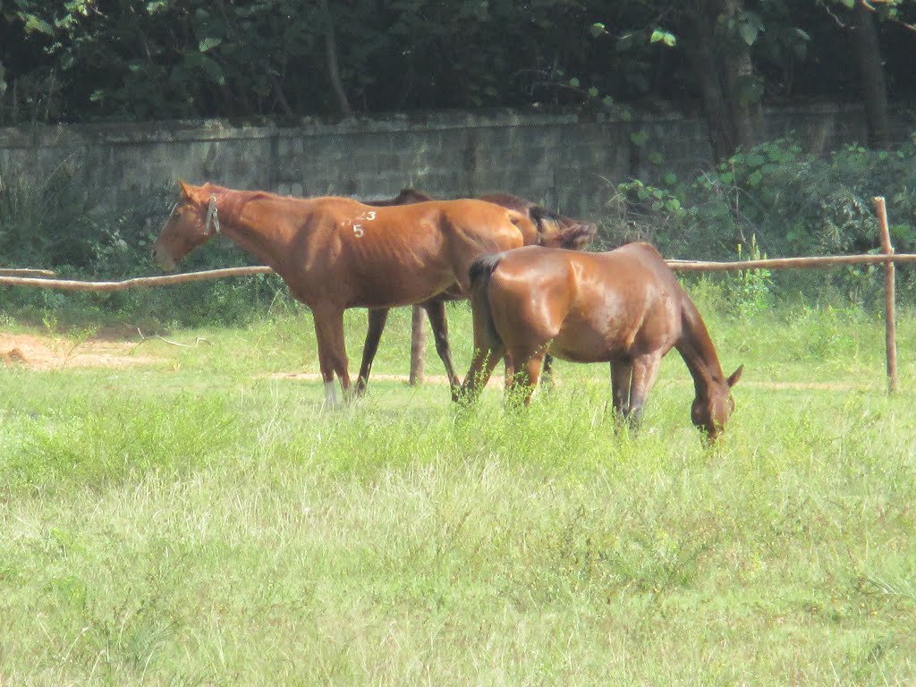 Bangalore Palace Horses by AliV