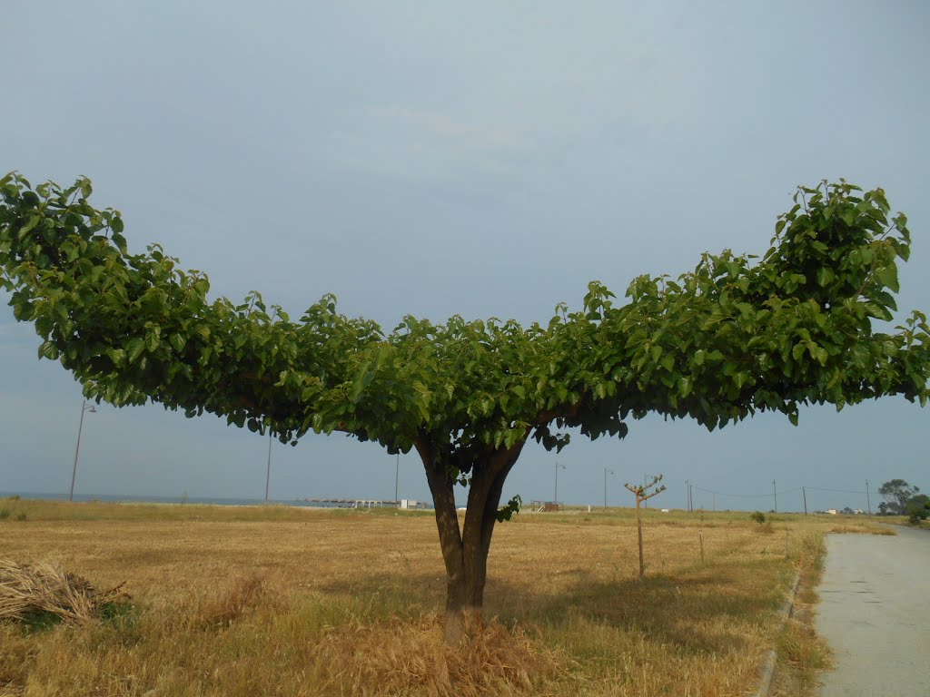 Greece, Nei Pori, Beautiful Tree, May 2015 by mimcheg